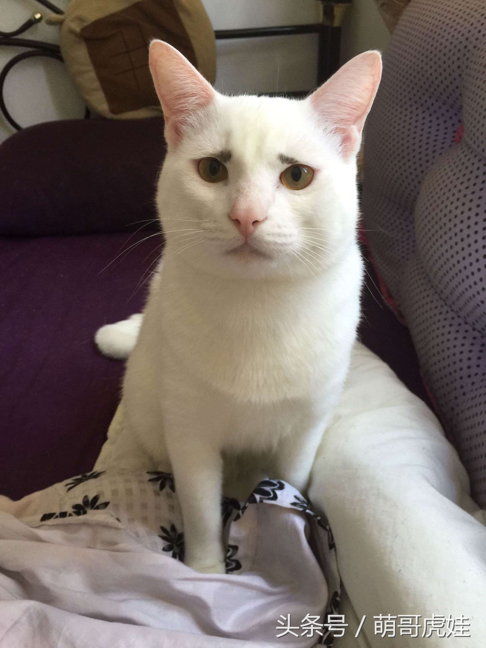 心爱的抱枕才抱了一晚上就被喵星人给糟蹋了，铲屎的：谁干的站出来保证不打死你