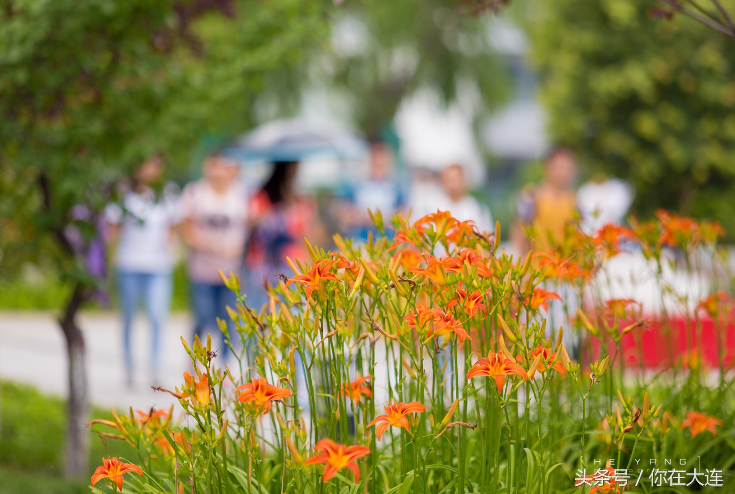 山西大同大学介绍,山西大同大学简介