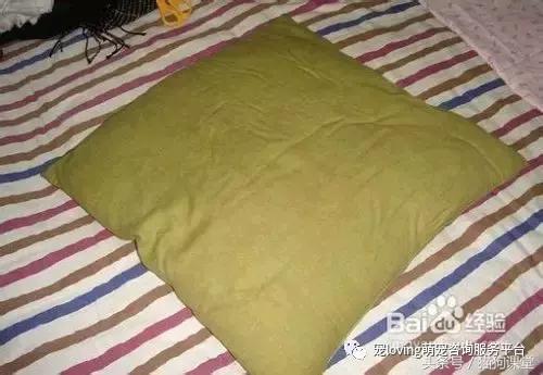 diy狗窝教程,diy狗窝教程室外水泥