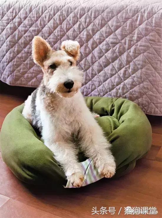 diy狗窝教程,diy狗窝教程室外水泥