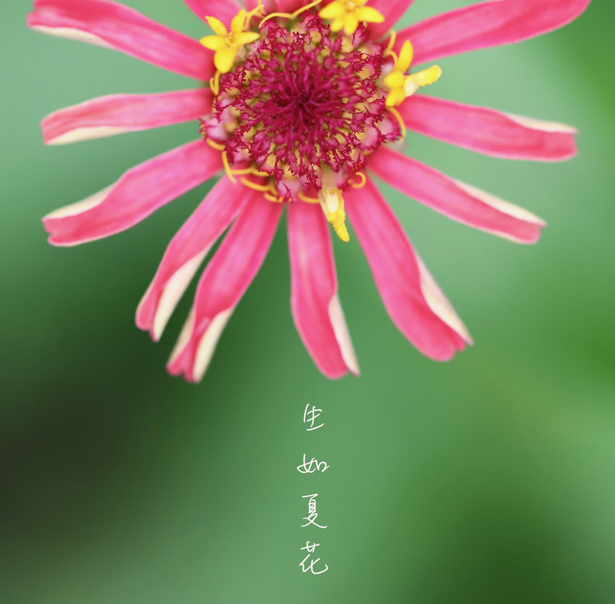 歌曲生如夏花原唱,生如夏花唯美人像摄影教程