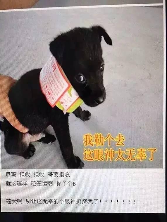 千万不要买市场上的狗,网上买狗买家秀