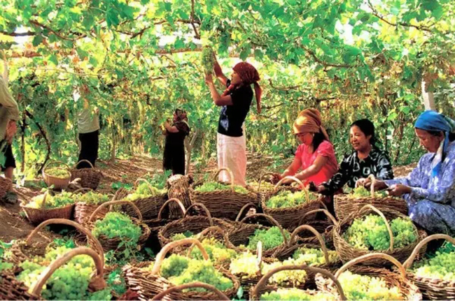 畅游塞外江南｜伊犁最详细最实用的旅行指南（1）