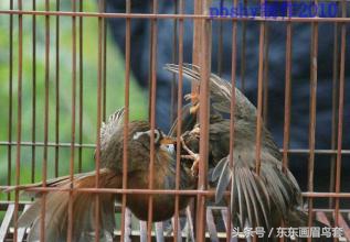 画眉鸟的叫声视频播放,画眉鸟的叫声藏有哪些知识