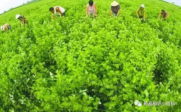 艾叶可以治妇科病吗？艾叶的药用价值介绍