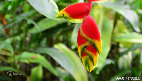 西双版纳在水一方泼水节,版纳哪里可以感受泼水