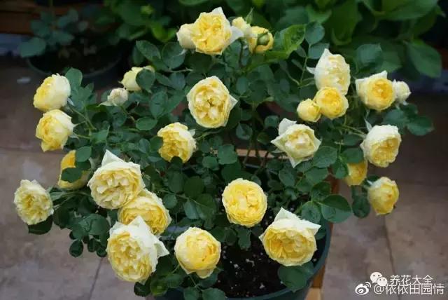 夏季发财树一般多少天浇水一次 (夏季多肉晴天浇水还是雨天浇水)