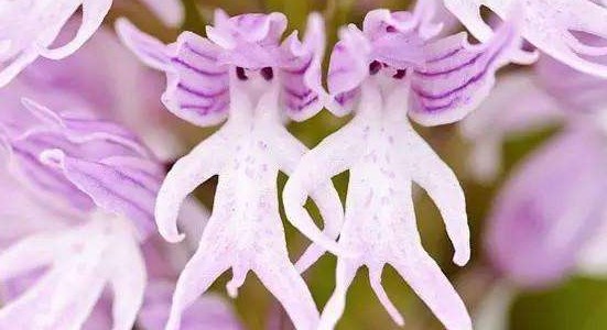 罕见又难养的兰花,最适合养的奇花兰花