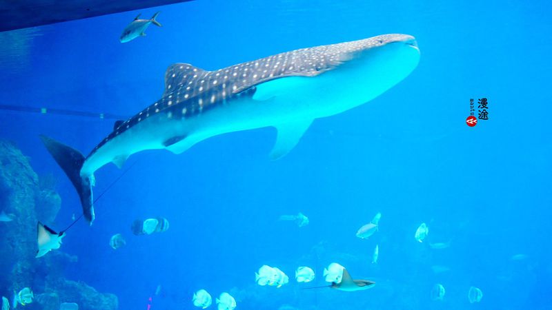 长隆亲子两大两小旅游攻略,珠海长隆横琴湾酒店亲子攻略