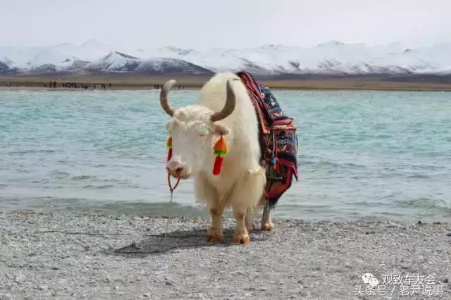 70后大叔徒步回家,70后大叔在家自驾游