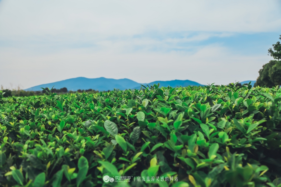 去木子山庄感受禅意，去观察奇曲茶