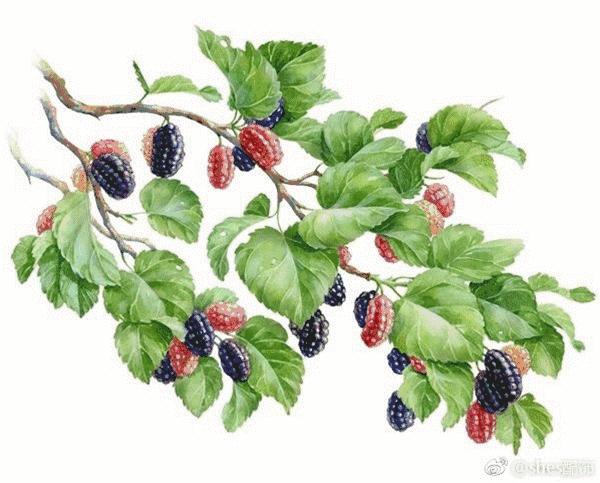 大幂幂经典首饰,大幂幂的珠宝