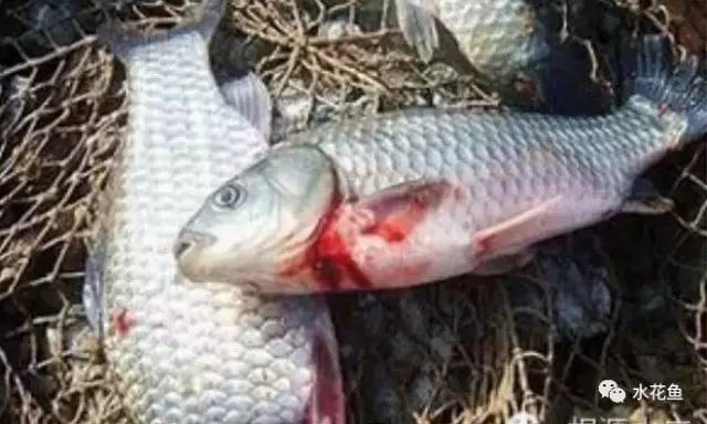 病毒性出血性败血症如何处理,暴发性出血病