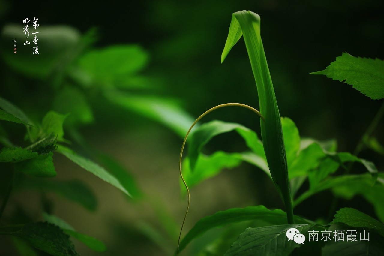 栖霞山丨夏至：翻空白鸟时时见，照水红蕖细细香