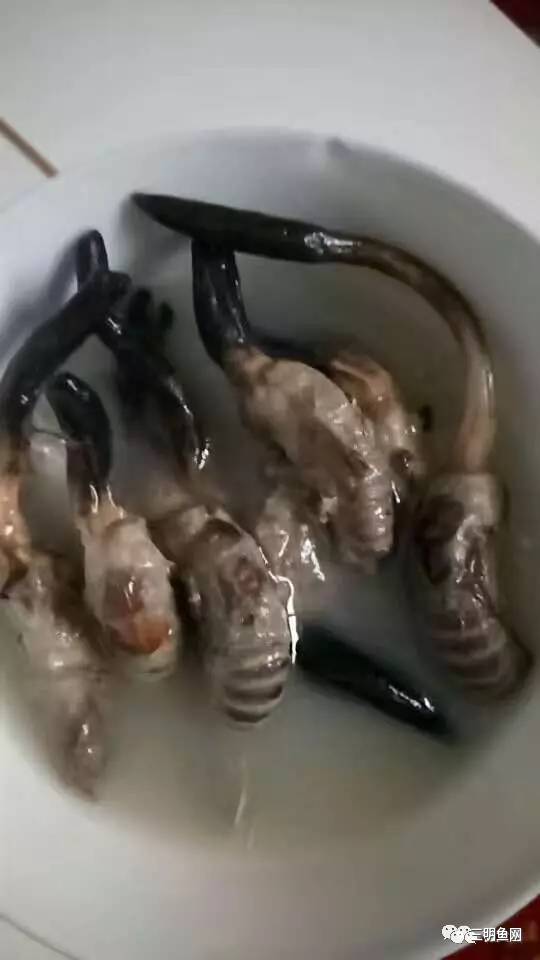 三明山上又一宝物被发现！原来它这么好