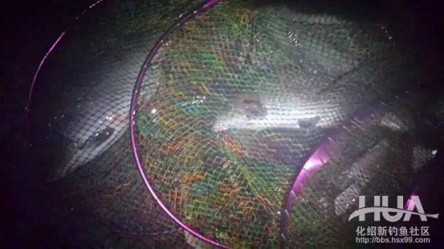 以黑坑盛宴治黑坑,黑坑盛宴鲤鱼