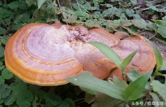 极萃本草机:灵芝的生长周期灵芝并非越老越好