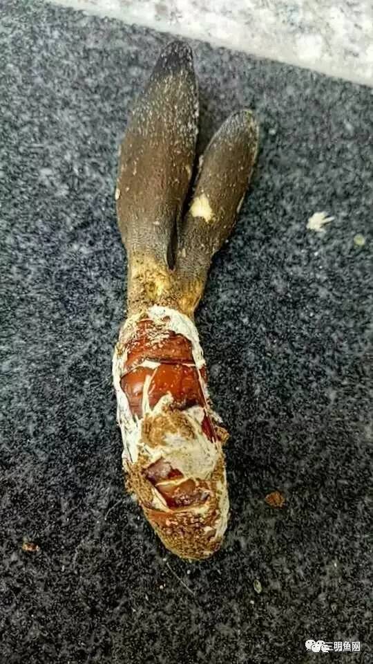 三明山上又一宝物被发现！原来它这么好