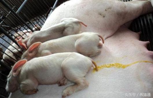 猪拉稀又不吃怎么办,兽医老丁讲猪拉稀