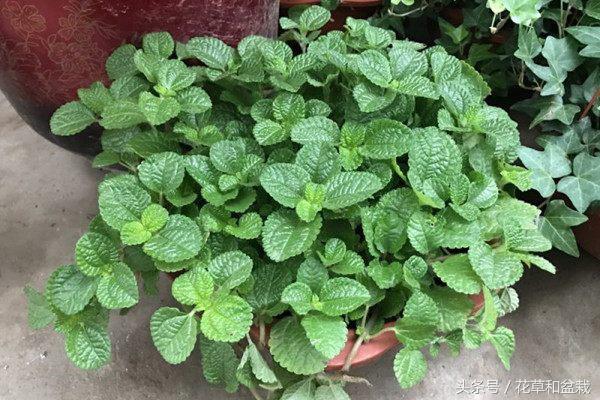 能吸甲醛的植物盆栽有哪些,吸甲醛最好的植物排名最好养的