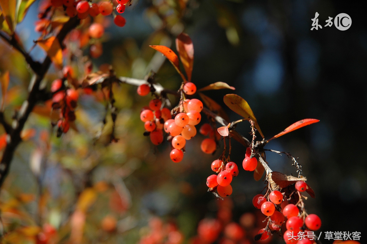 我心中的墨绿｜原创作文