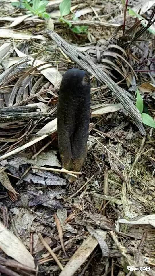 三明山上又一宝物被发现!原来它这么好