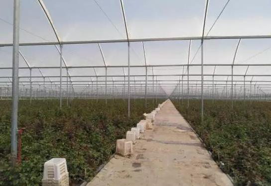 世界最大的玫瑰基地,世界最大玫瑰种植园