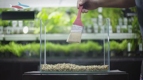 家庭草缸入门,家中草缸怎么设计