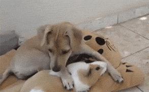 秘鲁巨型豚鼠介绍,秘鲁巨型豚鼠好养吗