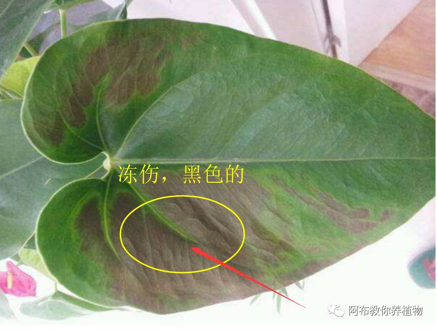 绿萝植物养护,绿萝植物养护知识