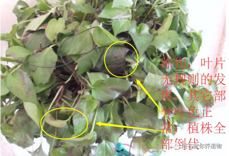 绿萝植物养护,绿萝植物养护知识