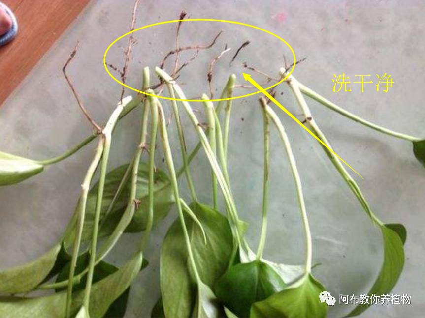 绿萝植物养护,绿萝植物养护知识