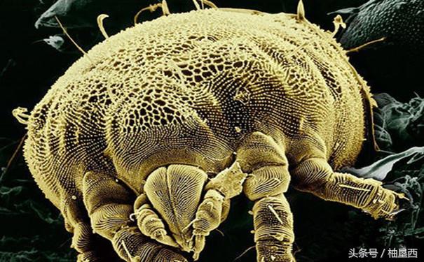 草席和凉席怎么选,夏季凉席竹席怎么选