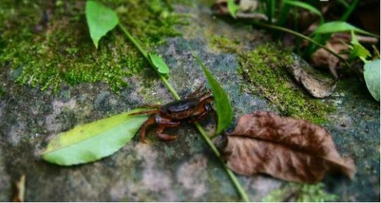 中华草龟与台湾草龟,中华草龟跟草龟有什么区别图