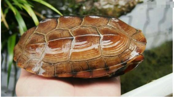 中华草龟和野生草龟的区别,草龟跟中华草龟有什么区别