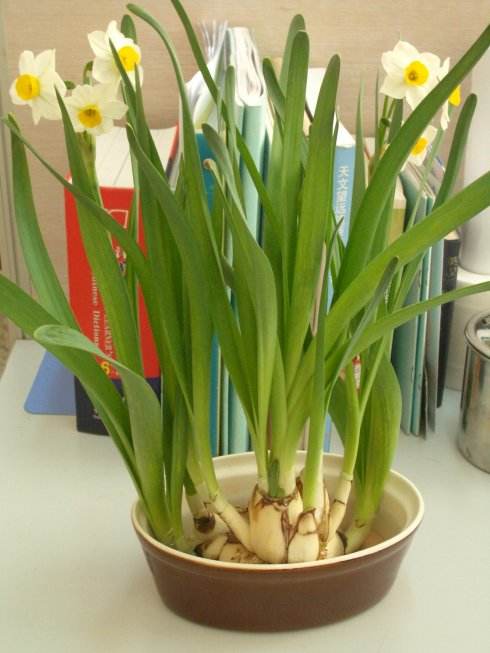 网红直播吃的芦荟的危害,误食芦荟