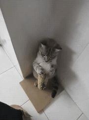 变型过程中卡住了怎么办？在线等，这走位怎能不是王者