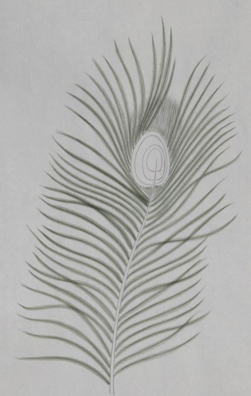 孔雀开屏的图片国画孔雀的画法,国画孔雀的画法图片