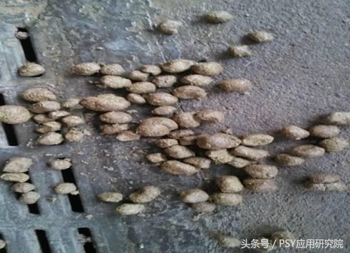 母猪泌乳期间能用阿维菌素驱虫吗,母猪奶水有问题打什么针