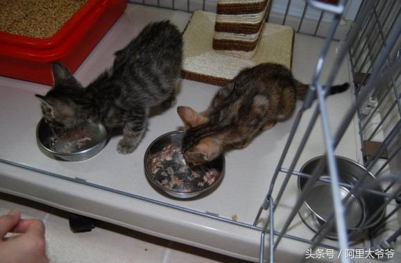 救助小奶猫视频,如何救助小猫咪