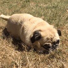 巴哥委屈吗,巴哥眼里泪汪汪的怎么回事