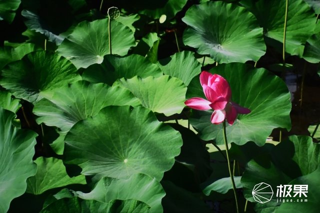 三星最好的显示器是什么,为什么大家都说三星的手机屏幕好