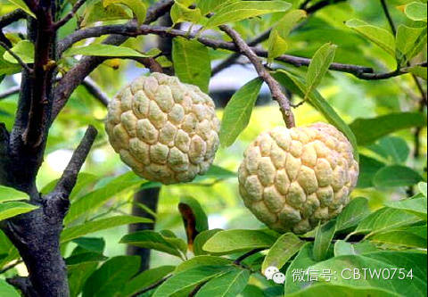 只有潮汕人才看得懂的视频,只有潮汕人才看得懂的水果名称