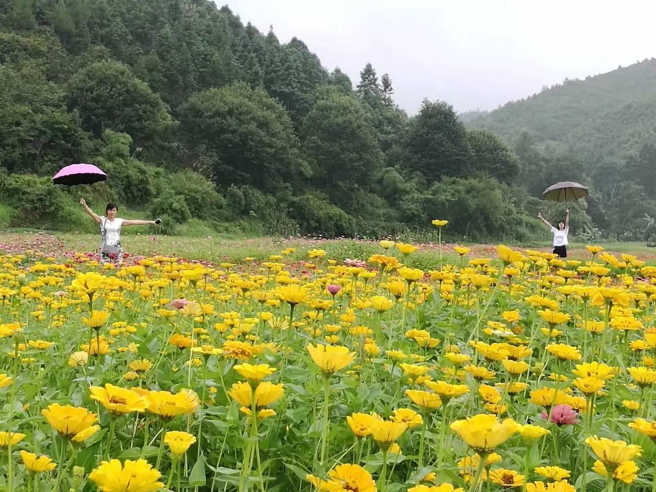 我在这里等你!格桑花怒放喜迎大批摄影“发烧友”