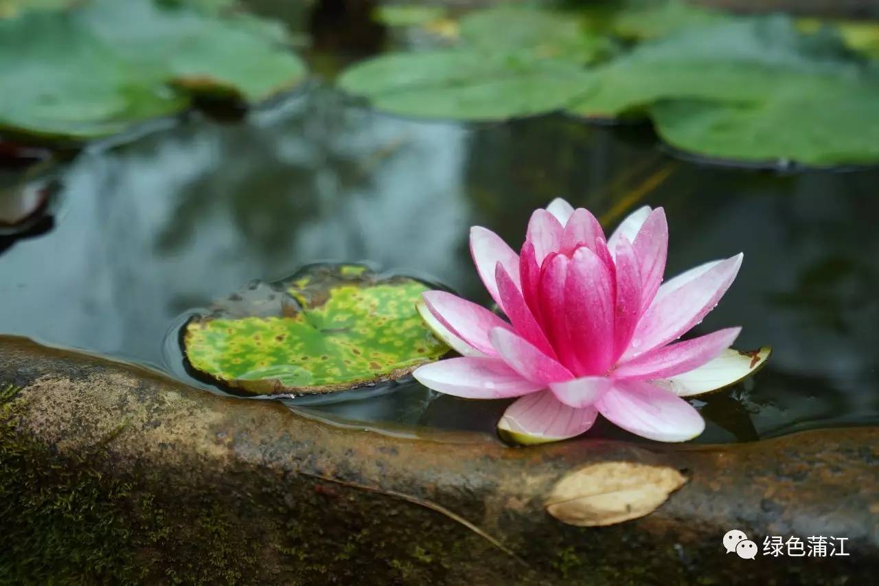 成都明月村值得去吗,成都附近的明月村在哪里