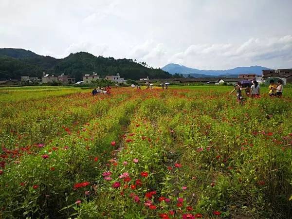 我在这里等你!格桑花怒放喜迎大批摄影“发烧友”