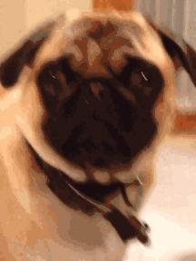 魔性的八哥,有超能力的巴哥