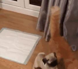 魔性的八哥,有超能力的巴哥