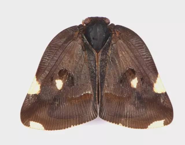 小跳虫长什么样,小跳虫是什么虫子