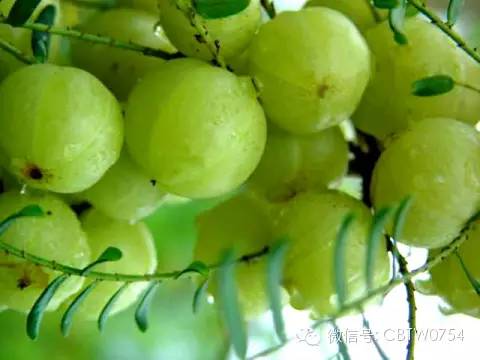 只有潮汕人才看得懂的视频,只有潮汕人才看得懂的水果名称